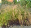 Prairie Dropseed Grass