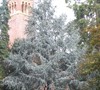 Blue Atlas Cedar
