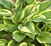 Aureo Marginata Hosta