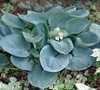 Elegans Hosta