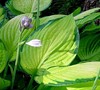 Gold Standard Hosta