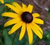 Black Eyed Susan