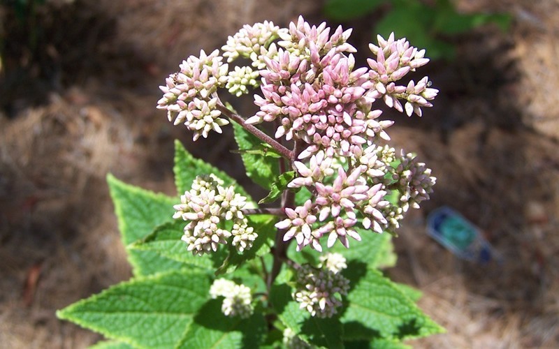 Little Joe Eupatorium Picture
