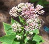 Little Joe Eupatorium