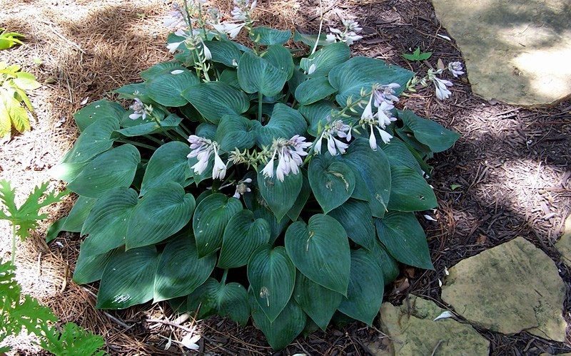 Halcyon Blue Hosta Picture