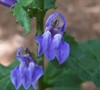 Great Blue Lobelia