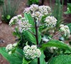 Little Joe Eupatorium