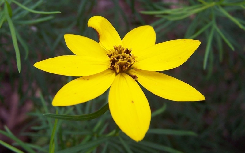 Zagreb Coreopsis Picture