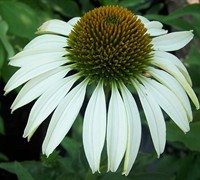 White Swan Coneflower Picture