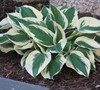 Minuteman Hosta