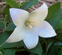 Astra White Balloon Flower Picture