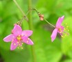 Jewels Of Opar