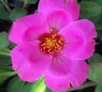 Pink Yubi Portulaca Picture