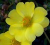 Yellow Yubi Portulaca