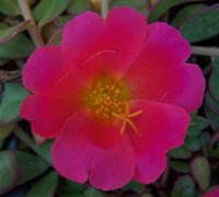 Rose Yubi Portulaca Picture
