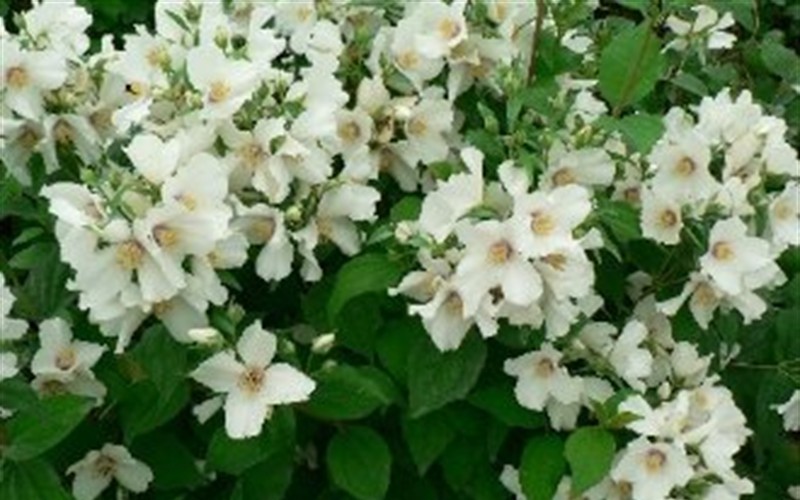 Bell Etoile Mock Orange Picture