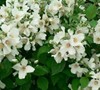 Bell Etoile Mock Orange Picture