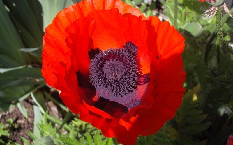 Beauty Of Livermere Oriental Poppy Picture