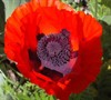 Beauty Of Livermere Oriental Poppy Picture