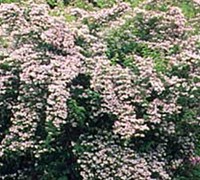 Beauty Bush Picture