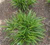 Becca Flax Lily