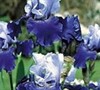Best Bet Bearded Iris