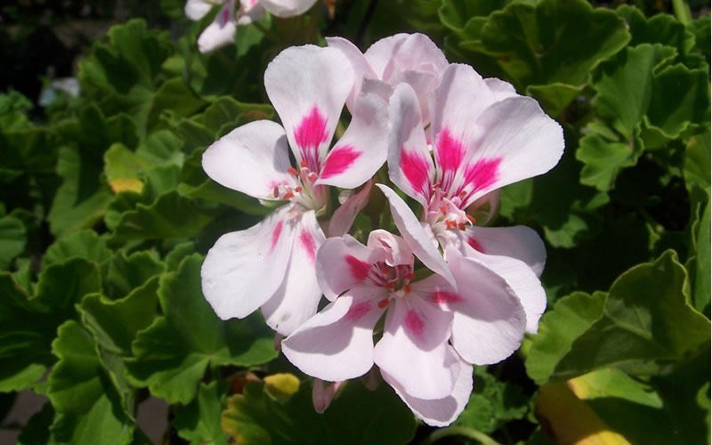 Pink Splash Zonal Geranium Picture
