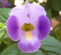Catalina Blue Torenia Picture