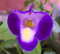 Purple Moon Torenia Picture