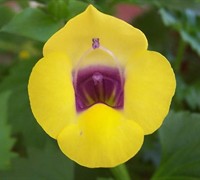 Catalina Gilded Grape Torenia Picture