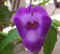 Summer Wave Large Violet Torenia Picture