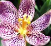 Dwarf Candy Lily