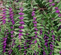 Issai Beautyberry Picture