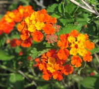 Tangerine Lantana Picture