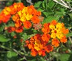 Tangerine Lantana