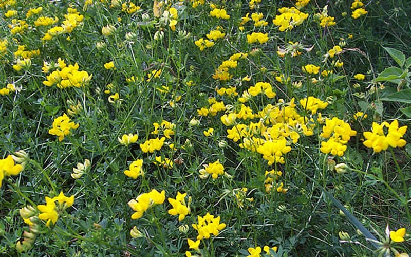 Birds Foot Trefoil Picture