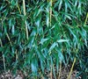 Bissett Bamboo