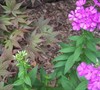 Triflora Phlox