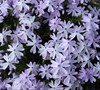 Emerald Cushion Blue Phlox Picture