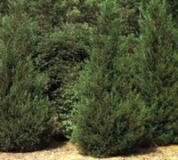 Hetzi Columnar Juniper Picture