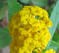 Pot Of Gold Lantana Picture