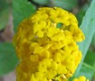 Picture of Pot Of Gold Lantana