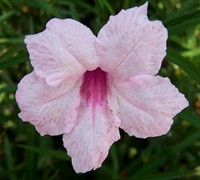 Pink Showers Mexican Petunia Picture