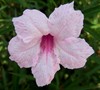 Pink Showers Mexican Petunia