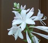 Fragrant Bouquet Hosta Lily