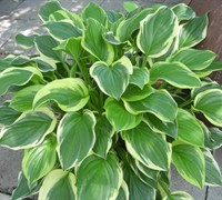 So Sweet Hosta Picture