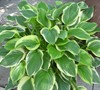 So Sweet Hosta