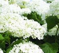 Annabelle Hydrangea Picture