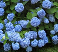 Endless Summer Hydrangea Picture