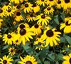 Black Eyed Susan